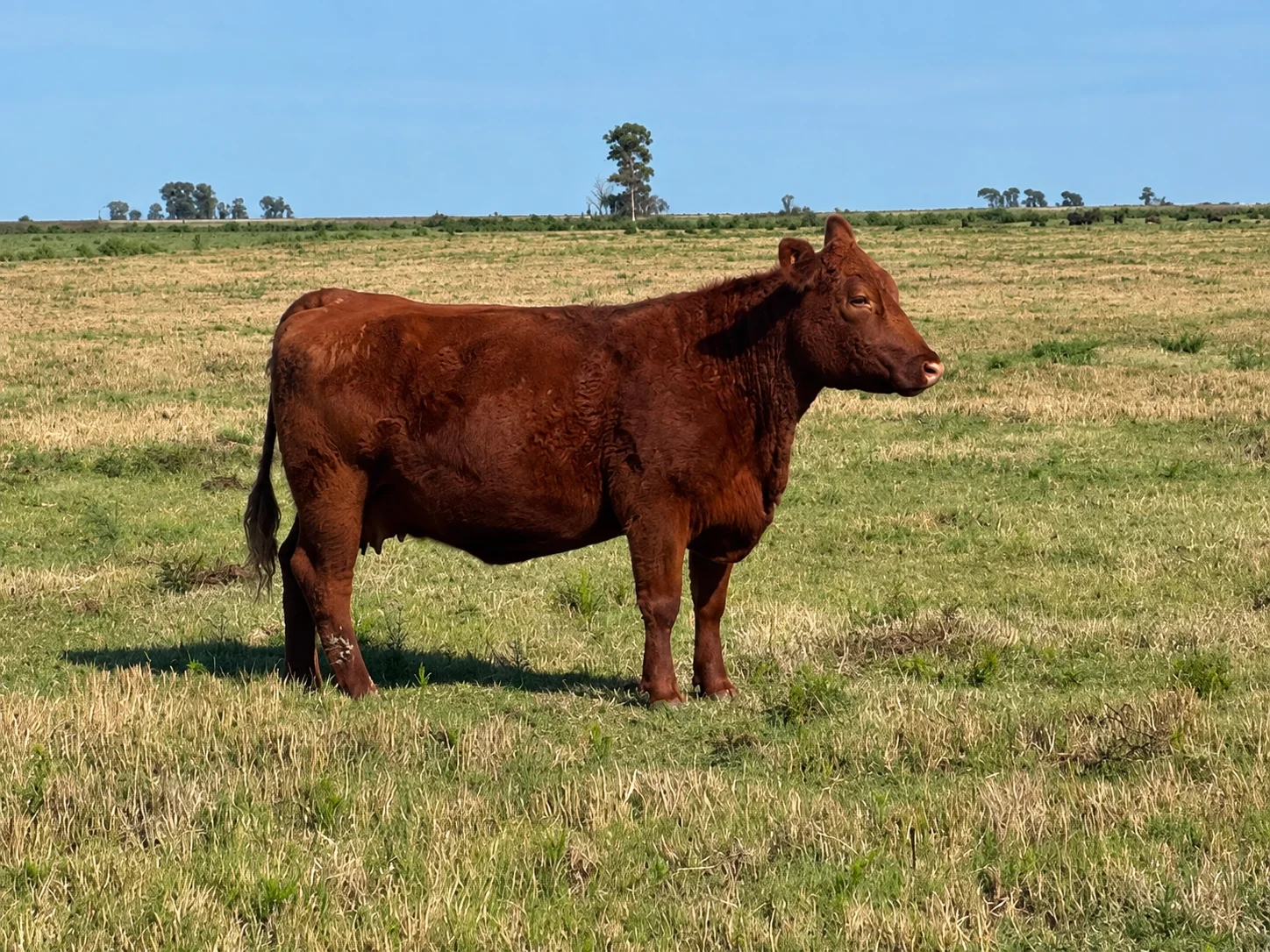 Bovino colorado visto de perfil en una pastura